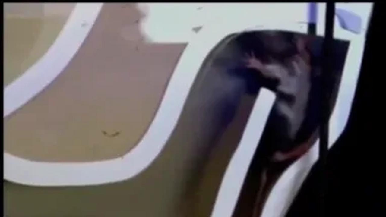 Sebagai hewan yang dianggap hama ternyata tikus cukup cerdik dan lincah dalam menghadapi masalah.