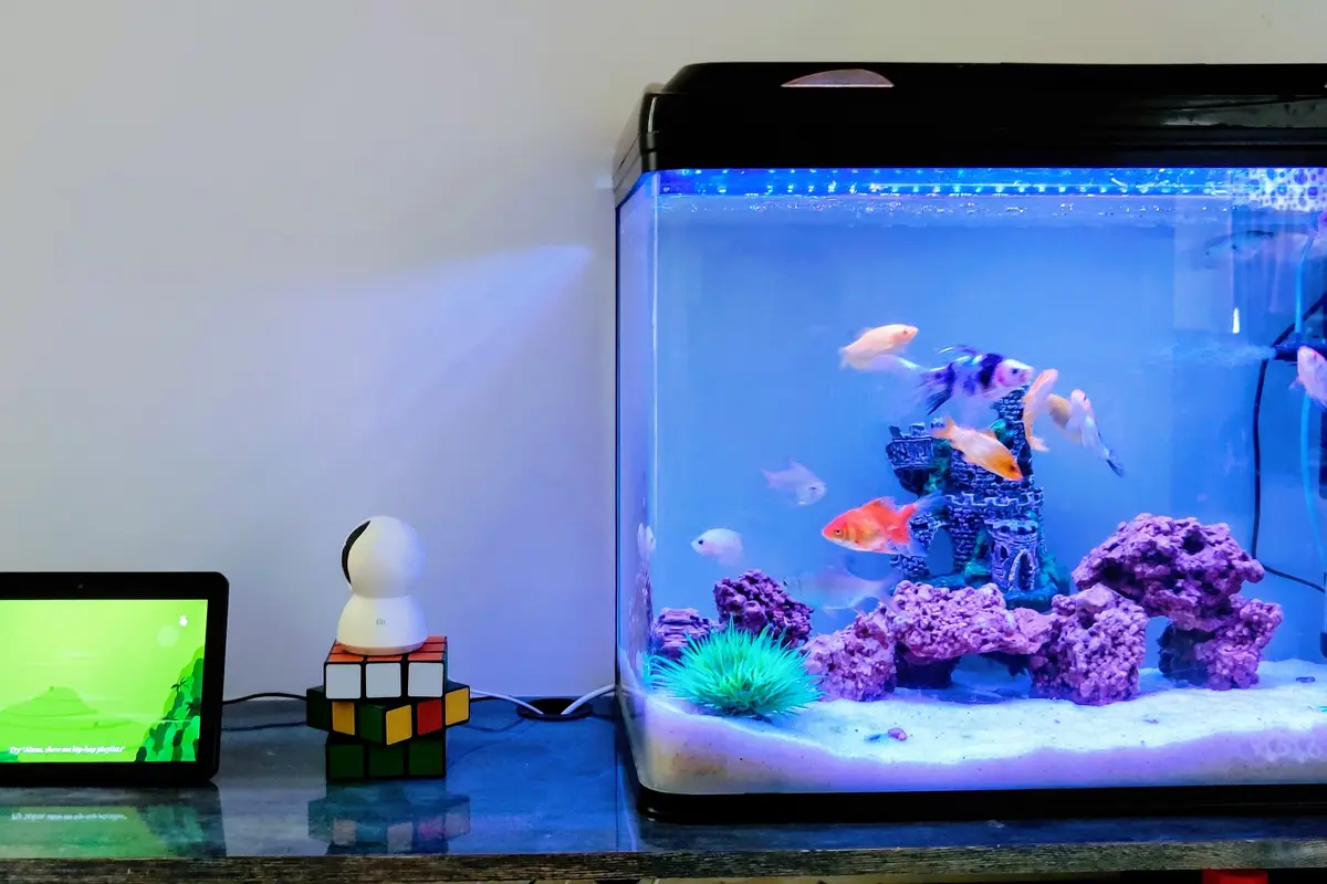 aquarium
