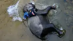 Pawang memandikan gajah Sumatera di sungai di Koridor Satwa Trumon, Kawasan Ekosistem Leuser, Aceh Selatan pada 15 April 2019. Ekosistem Leuser ini merupakan rumah bagi 105 spesies mamalia, 382 spesies burung, dan setidaknya 95 spesies reptil dan amfibi. (CHAIDEER MAHYUDDIN / AFP)
