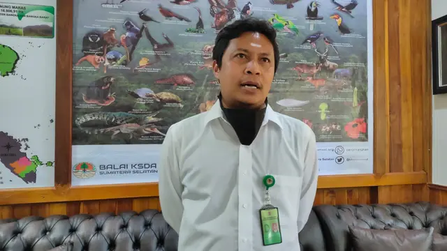 BKSDA Sumsel akan Lepasliarkan Anakan Beruang Madu yang Ditinggal Induknya