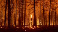 Pohon-pohon terbakar selama kebakaran Dixie dekat Greenville, California, Selasa (3/8/2021). Kondisi kering dan berangin telah menyebabkan peningkatan aktivitas kebakaran saat petugas pemadam kebakaran memerangi kobaran api yang berkobar pada 14 Juli. (AFP/Josh Edelson)