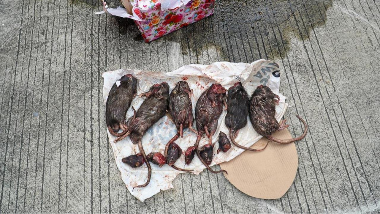 VIDEO: Teror Makin Ngeri, Tempo Dikirim Bangkai 6 Tikus Terpenggal Sebelumnya Kepala Babi