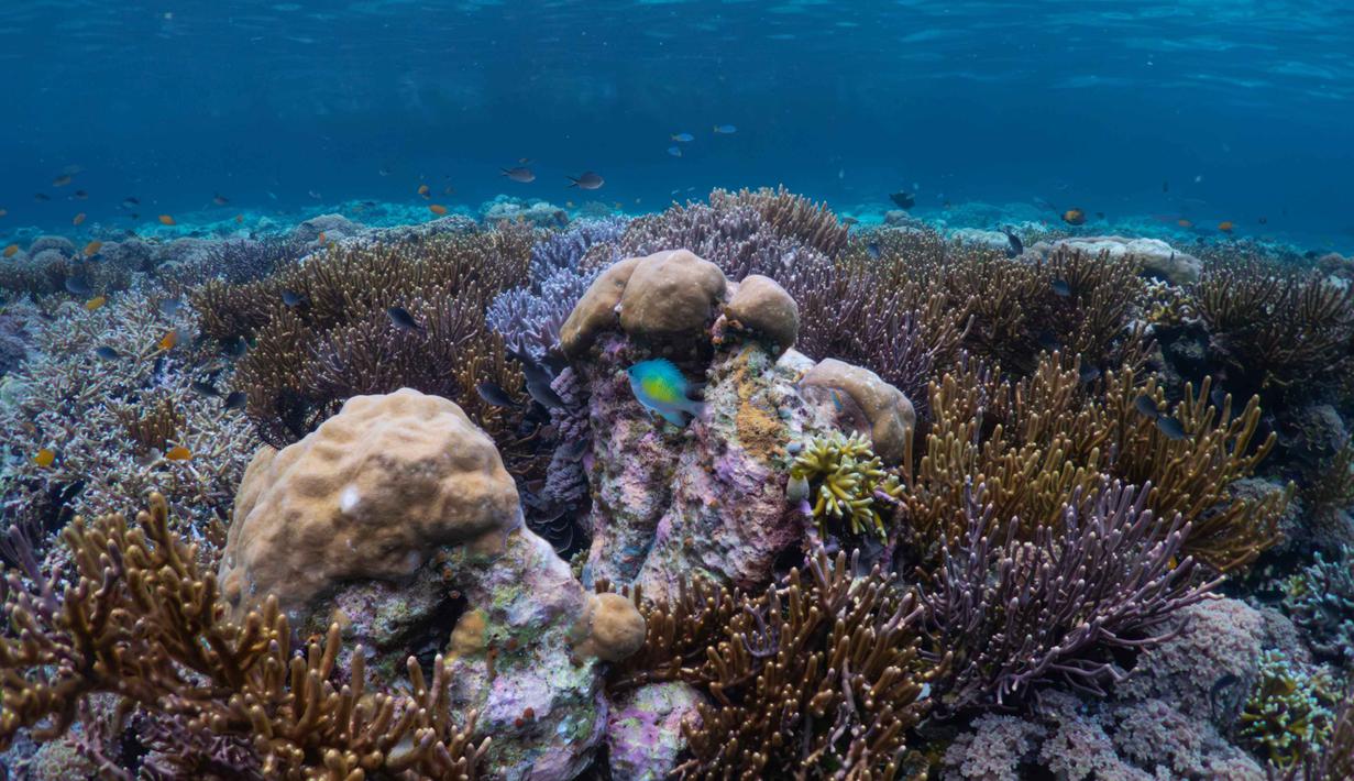 Raja Ampat merupakan sebuah aset besar bagi kesuksesan pelestarian terumbu karang dan populasi ikan laut dunia. Tampak dalam foto, ikan-ikan berenang di dekat terumbu karang di lokasi penyelaman Gorgonian Wall di Misool, Raja Ampat, Papua Barat Daya, Selasa, 3 Maret 2026. (AP Photo/Claudia Rosel)