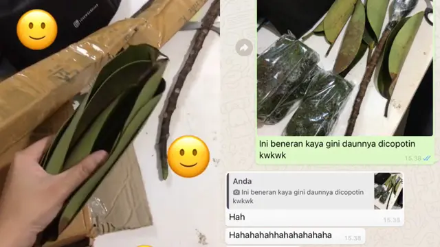 Tanaman Hias