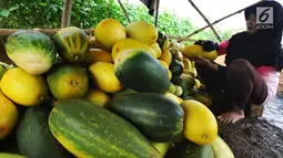 Pedagang menata buah timun suri di Desa Kemang, Bogor, Selasa (7/5/2019). Intensitas hujan yang tinggi di Bogor menyebabkan hasil panen buah yang biasa dikonsumsi pada bulan ramadan itu menurun sehingga harga timun suri naik dari Rp 6 ribu per buah jadi Rp 12 ribu per buah. (merdeka.com/Arie Basuki)