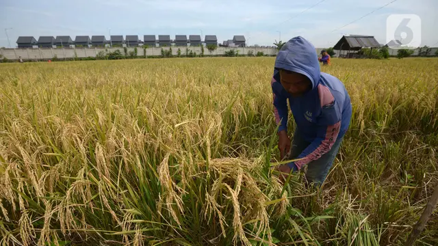 FOTO: Panen Padi Rutin di Kawasan Ujung Menteng