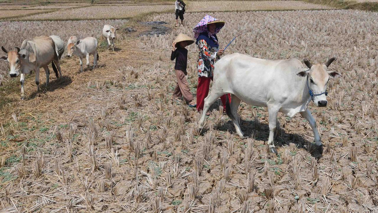 Kekeringan Ekstrem Sebabkan Sawah di Jonggol Mengering