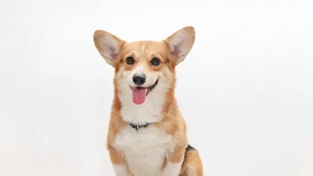 Corgi