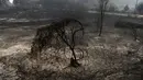 Kondisi hutan setelah kebakaran yang melanda di desa Figueiro dos Vinhos, Portugal tengah, Minggu (18/6). Pemerintah mengumumkan masa berkabung selama tiga hari untuk mengenang para korban yang tewas dalam kebakaran hutan itu. (AP Photo/Paulo Duarte)
