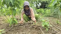 Hermawati, warga Desa Tekatang yang merasakan penurunan jumlah panen sayuran, diduga akibat pencemaran air dan udara dari aktivitas PLTU Keban Agung Lahat Sumsel (Liputan6.com/ Nefri Inge)