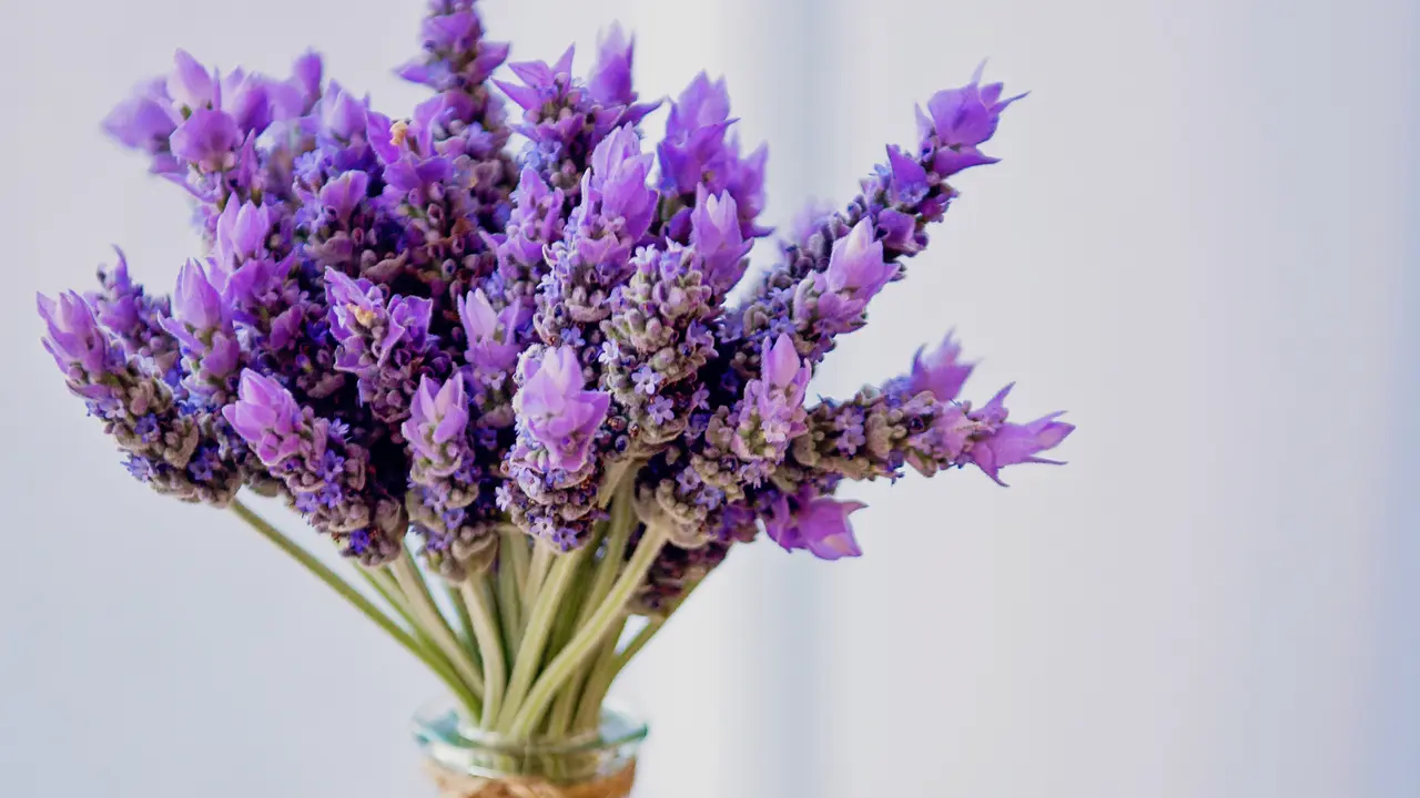 bunga lavender
