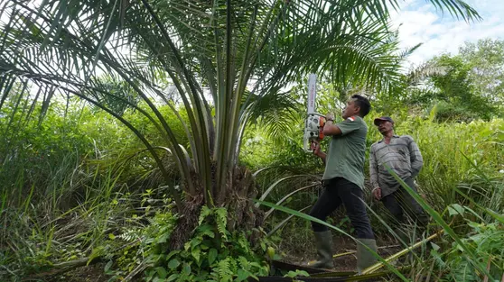 Ratusan Hektare Sawit Ilegal Menggerogoti Jantung Leuser