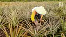 Petani yang tergabung Masyarakat Peduli Api bersama Komunitas Tani Tunas Makmur memetik nanas di Sei Pakning, Bengkalis, Riau, Rabu (11/9/2019). Perkebunan dikelola masyarakat dengan pola kemitraan pasca kebakaran hutan dan lahan dengan menanam nanas. (Liputan6.com/Faizal Fanani)