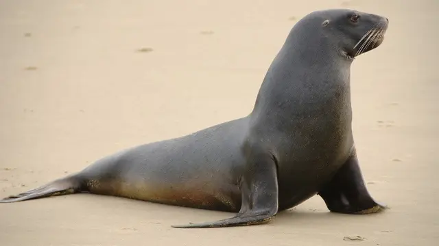 Singa Laut Galápagos