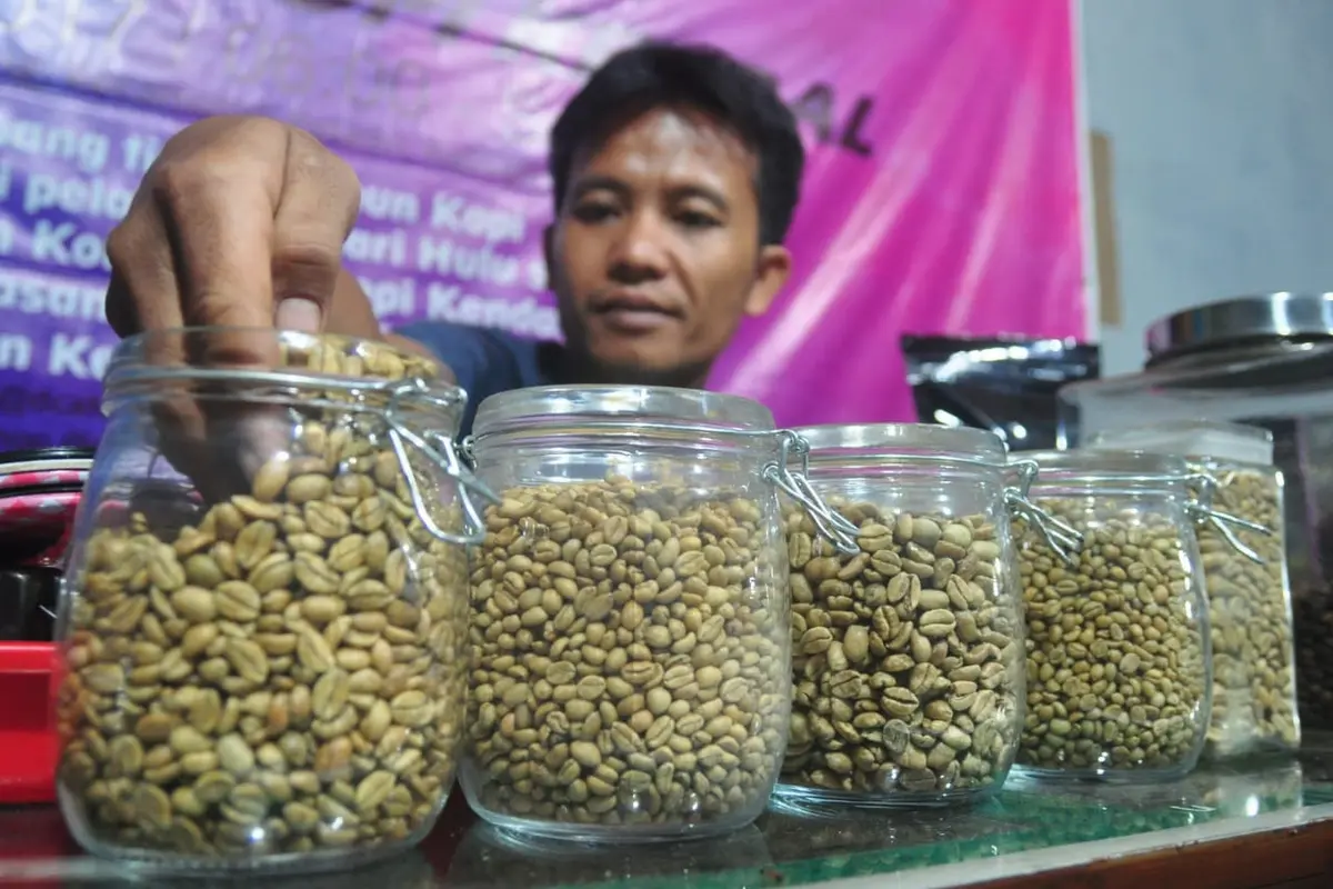 Menggali Keunikan Kopi Liberika Jambi