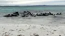 Dalam sebuah pernyataan di Facebook, Parks and Wildlife Service of Western Australia mengatakan kawanan besar paus pilot sirip panjang terlihat pada Selasa pagi di dekat pantai selatan negara bagian tersebut. (Allan Marsh / Allan Marsh/Cheynes Beach Caravan Park / AFP)
