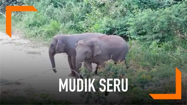 Para pemudik yang akan melintasi jalur Tol Trans Sumatera di sepanjang Pekanbaru-Dumai akan melintasi lima kawasan perlintasan gajah liar. Guna menyelamatkan hewan ini, akan dibangun lima underpass untuk perlintasan gajah.