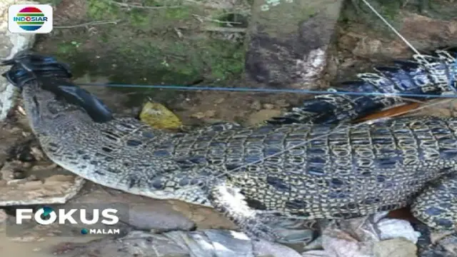 Warga Samarinda Tangkap Buaya Liar yang Resahkan Warga