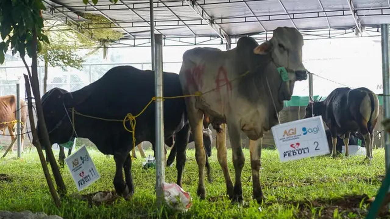 Hukum Melaksanakan Akikah dan Kurban Adalah Sunnah Muakadah, Mana yang Didahulukan?