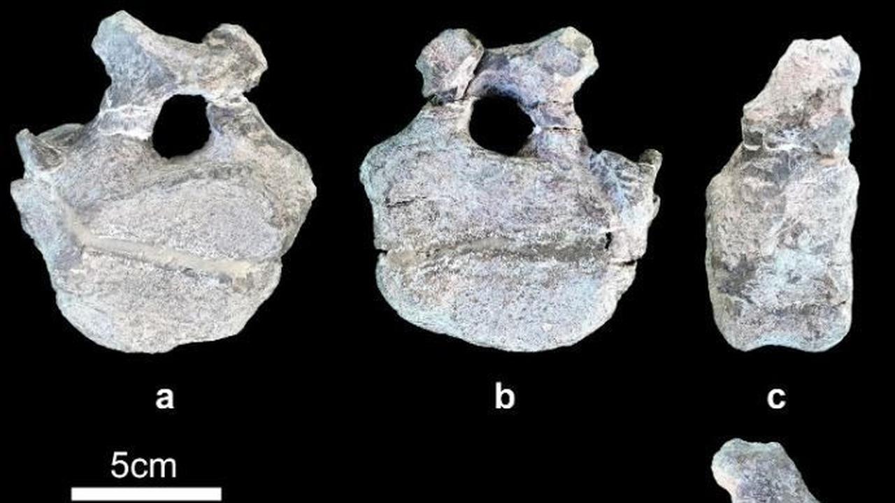 Peneliti Temukan Fosil Dinosaurus Spesies Baru Berusia 165 Juta Tahun, Punggungnya Berlapis Baja dan Ditumbuhi Sisik Tajam Bagai Duri