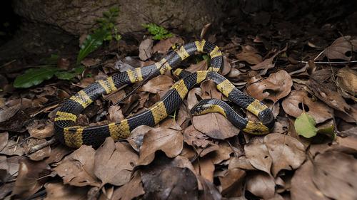 Ular Welang (Bungarus fasciatus)