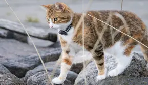 GPS Tracker Anabul Terbaik untuk Menjaga Hewan Peliharaan Tetap Aman Saat Beraktivitas