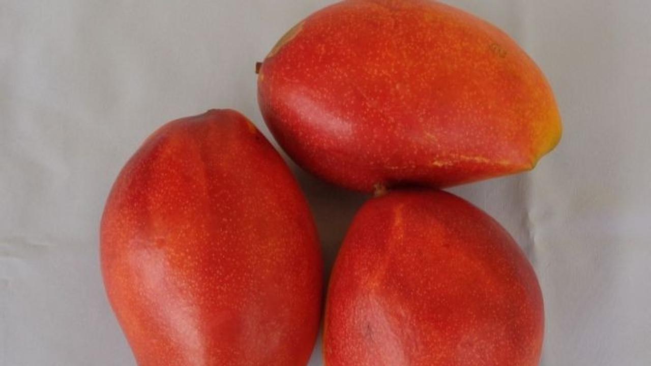 Mangga Khas Jatim