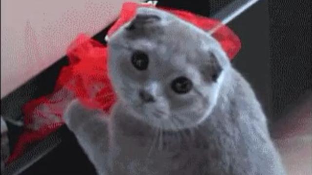 Ilmuwan Buktikan Tonton Video Kucing Baik Bagi Kesehatan Mental - Citizen6 Liputan6.com