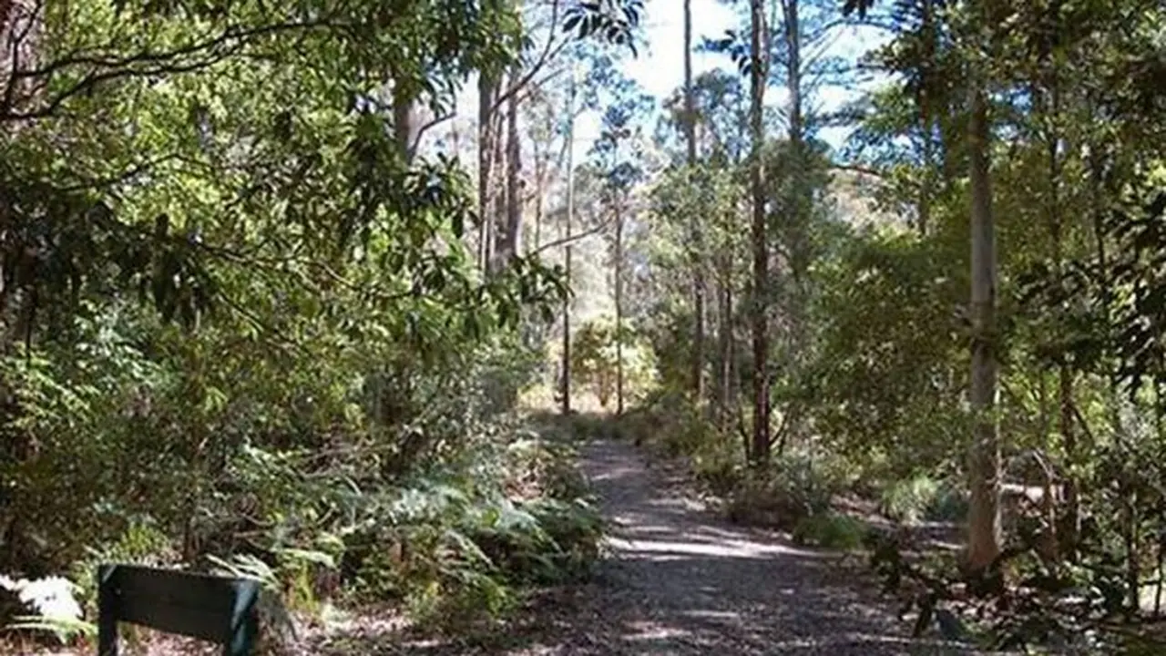 Salah satu jalanan yang ada di Mount Royal National Park (NSW National Parks and Wildlife Service)