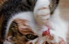 Kutu Kucing adalah Masalah Kesehatan yang Harus Segera Dibasmi, Begini Cara Mengilangkannya