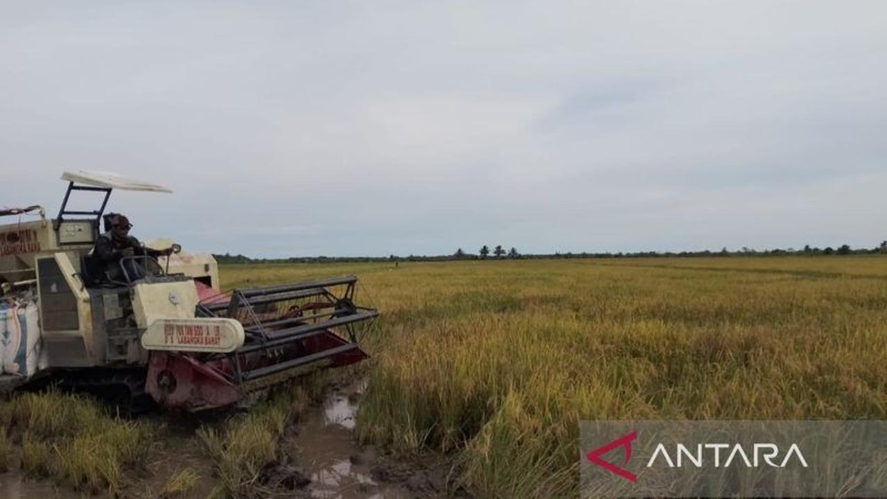 Petani Wajib Lapor Rencana Panen Padi Penajam Paser Utara, Optimalkan Serapan Gabah