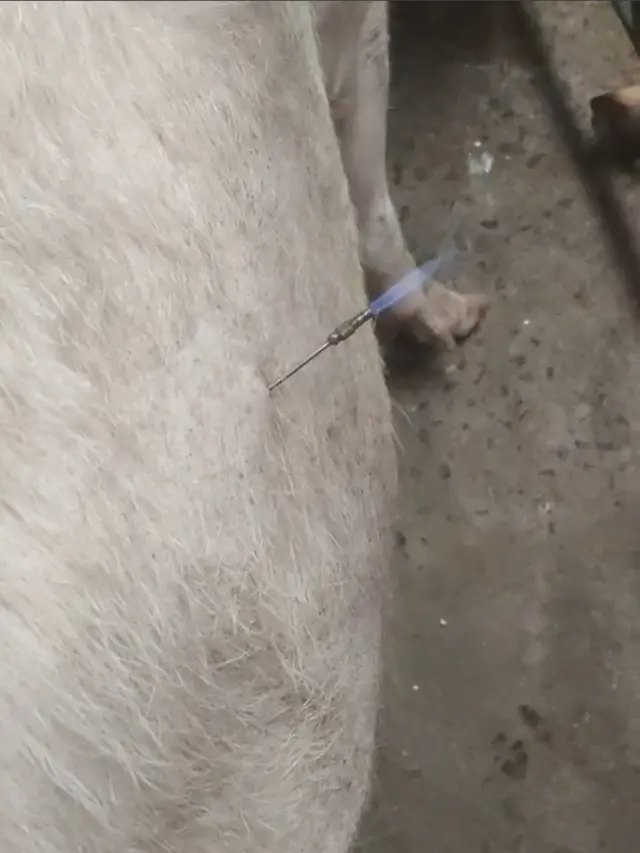 Gas Metana Sapi