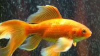 Viral Ikan Mas di China Masih Bisa Berenang Meski Tanpa Kepala