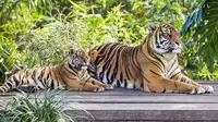 Gambar yang dirilis pada 29 Juli 2019, harimau Sumatera, Kartika dengan satu dari tiga anaknya yang berumur tujuh bulan, di Kebun Binatang Taronga, Sydney. Ada sekitar 380 harimau Sumatera di alam liar saat ini dan merupakan salah satu satwa yang terancam punah. (RICK STEVENS/ARONGA ZOO/AFP)