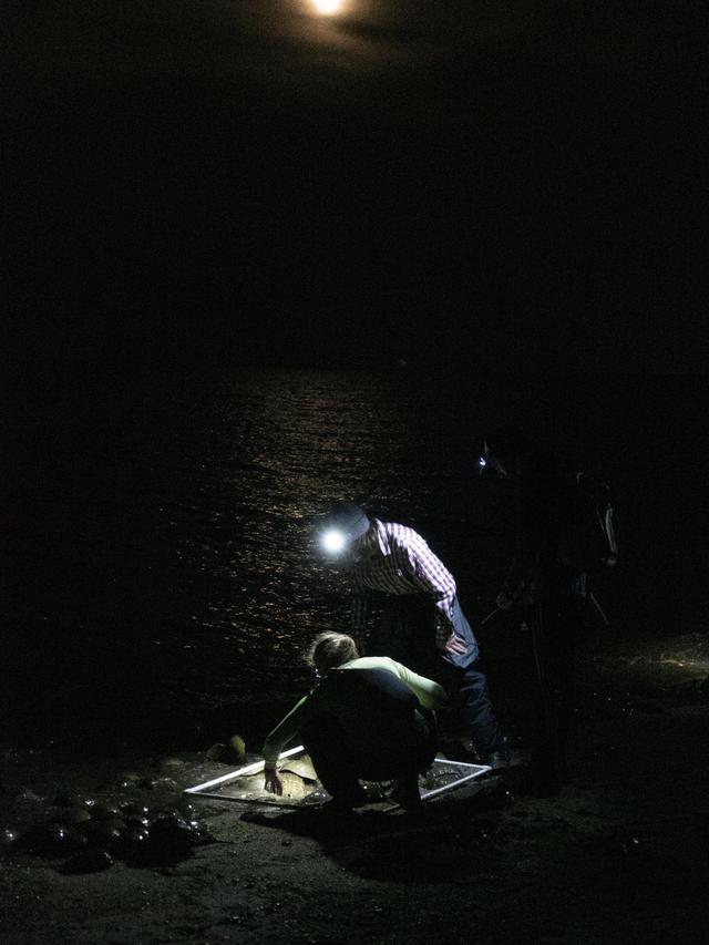 (Dari kiri) Kristi Lieske, Wyatt Mosiman dan Matthew Oswald melakukan survei pemijahan kepiting tapal kuda di pantai di Kawasan Margasatwa Ted Harvey dekat Dover, Delaware Bastien (INZAURRALDE/AFP)