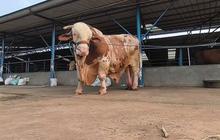 Sapi Terberat di Indonesia Ini Ada di Bogor, Pernah Ditawar Rp500 Juta Namun Ditolak Sang Pemilik