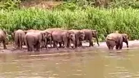 Kawanan Gajah Liar Terpantau di Jalan Suoh- Tanggamus Lampung