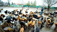 Seorang pria Serbia tidak tega melihat begitu banyaknya anjing berkeliaran di jalan-jalan di negeri itu. Ia pun mengumpulkan mereka.