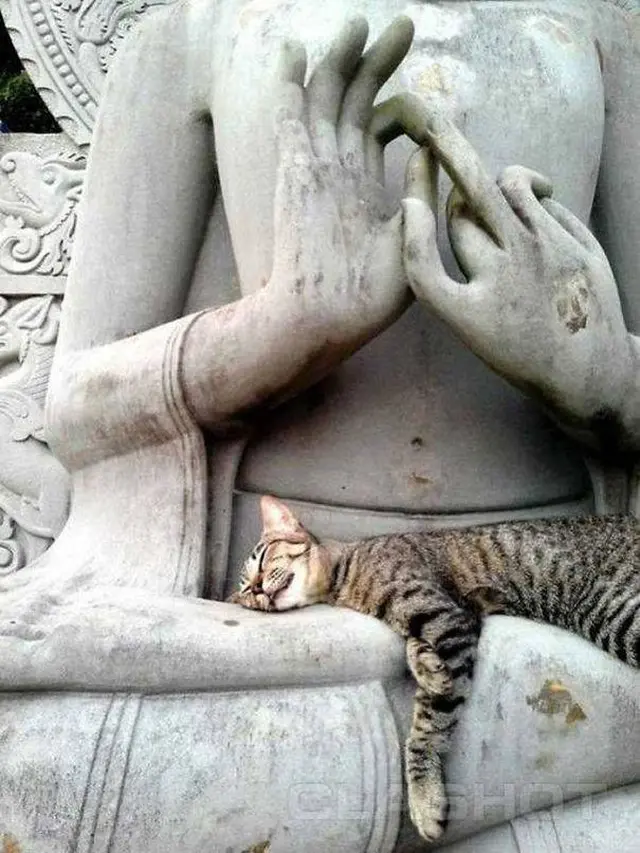 6 Potret Lucu Kucing saat Pose Bareng Patung Ini Bikin Gemas