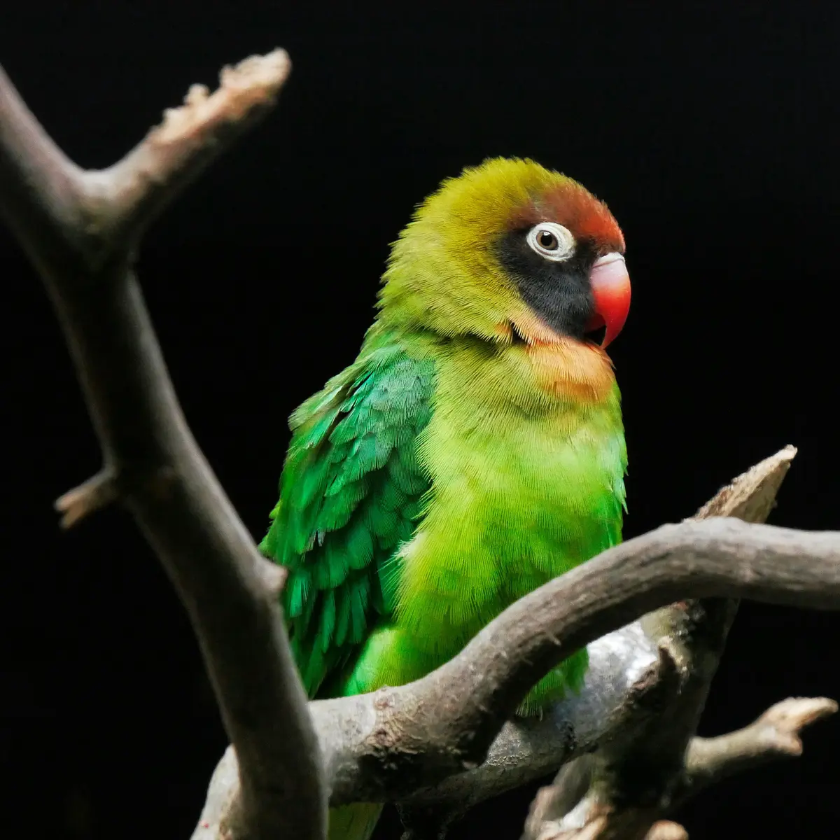 Arti Mimpi Burung Lovebird, Simbol Bertemu Jodoh - Ragam Bola.com