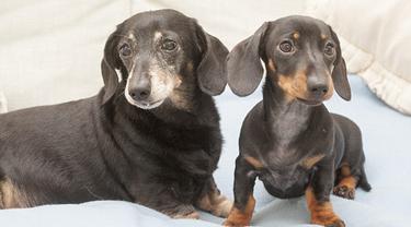Anjing Kloning Pertama Inggris Ini Dipertemukan ke Kembarannya