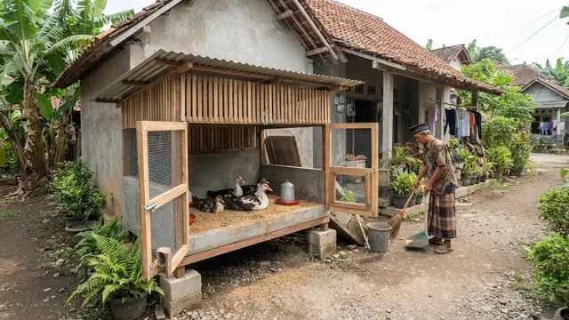Model kandang entok yang mudah dibersihkan yang anti bau dan tidak ganggu tetangga model kandang boks dengan kandang lebar