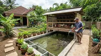 Cara Membuat Kolam Lele di Bawah Kandang Ayam, Solusi Budidaya Hemat Tempat