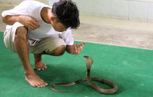 Ada 7 Tanda Ular Cobra Masuk Rumah yang Harus Diwaspadai, Lengkap Cara Mengusirnya
