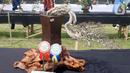 Tanaman bonsai ditampilkan pada pameran dan kontes di Lapangan Bola Chikal, Tapos, Depok, Jawa Barat, Minggu (4/12/2022). Pameran dan kontes yang digelar oleh Perkumpulan Penggemar Bonsai Indonesia (PPBI) Cabang Depok tersebut diikuti 500 peserta. (merdeka.com/Arie Basuki)