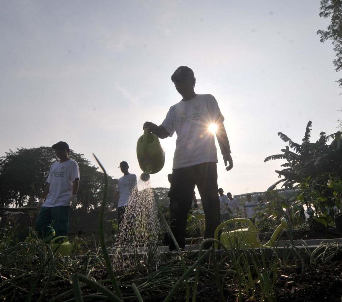Dalam upaya pelestarian lingkungan hidup dan meningkatkan ketahanan pangan kota, Pemerintah Provinsi DKI Jakarta bersama komunitas warga dan berbagai organisasi lingkungan menggelar acara penanaman pohon di sisi lahan Kanal Banjir Timur (KBT) pada hari Se