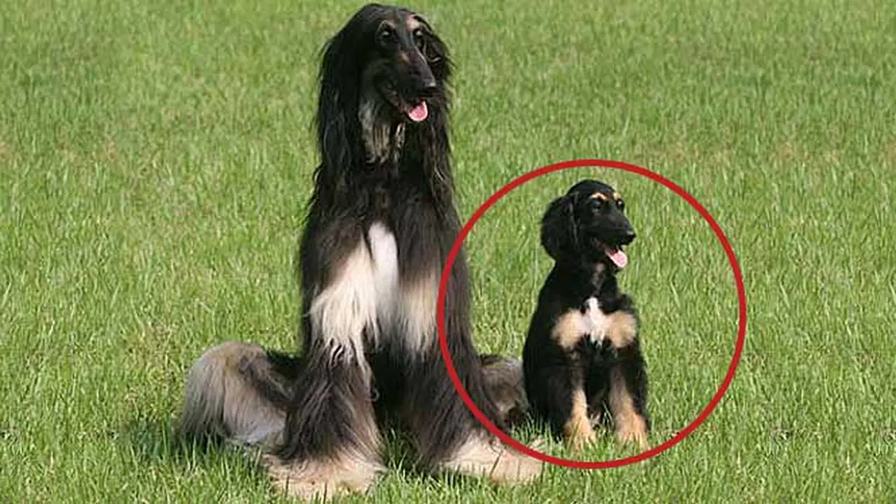 24-4-2005: Anjing 'Snuppy' Kloning Pertama di Dunia Lahir