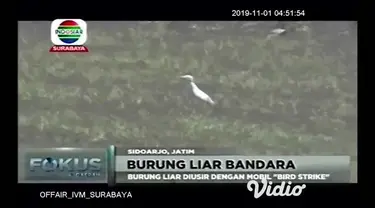 Burung liar yang berada di area Bandara International Juanda, Sidoarjo Jawa Timur diusir oleh mobil khusus pengusir burung oleh petugas patroli bird strike.