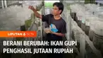 Siapa sangka. hobi bisa jadi peluang bisnis. Lewat kecintaannya akan ikan hias, Ahmad Taufiq Sholeh asal Kabupaten Sleman memanfaatkan galon bekas untuk budi daya ikan gupi. Berkat kegigihannya, usahanya membuahkan cuan setiap bulannya. Inilah Berani...