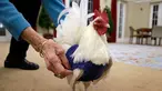 Seekor ayam jantan asal Malaysia, Prince Peep, mengenakan sweater di Fuller Village, rumah pensiun di Milton, Massachusetts, 8 Maret 2017. Sekelompok pensiunan membuatkan sweater rajutan untuk ayam agar mereka tidak kedinginan. (AP Photo/Steven Senne)